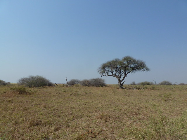 Dejamos Moremi y nos vamos a Savuti, (Parque Nacional de Chobe) - POR ZIMBABWE Y BOTSWANA, DE NOVATOS EN EL AFRICA AUSTRAL (22)