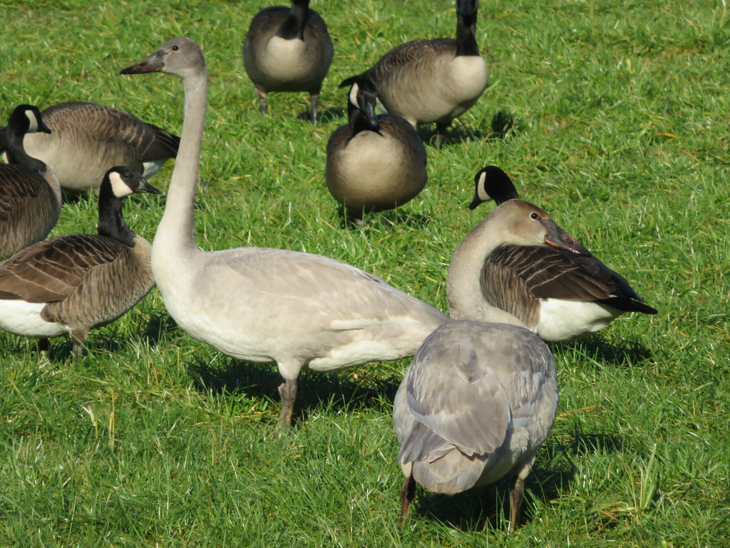 Trumpeter Swans and Canada Geese.