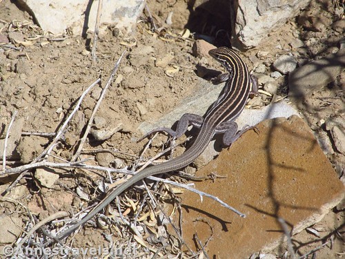A lizard better known as a New Mexican Whiptail along the Pueblo Alto Trail in Chaco Culture National Historical Park, New Mexico