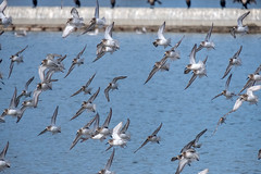 Flock of Sanderlings - Birding at Robert W. Crown Memorial State Beach, Alameda, California, USA