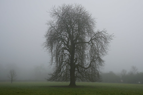bourtononthewater gloucestershire england uk gb britain cotswolds sony alpha a7rii zeis ilce7rm2 nature trees giant fog mist day field horizon green grass morning large cotswold landscape