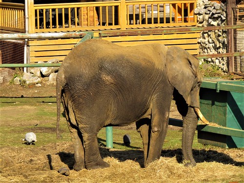 Elephant at Olmense Zoo