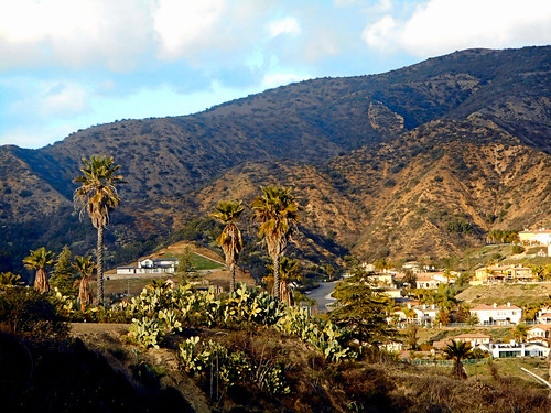 portolahills california photo digital winter palms palmtrees trees suburb mountains houses development landscape