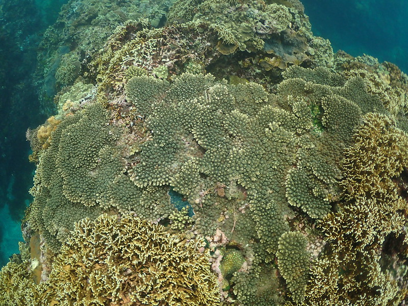 桌型軸孔珊瑚與糾結千孔珊瑚群聚