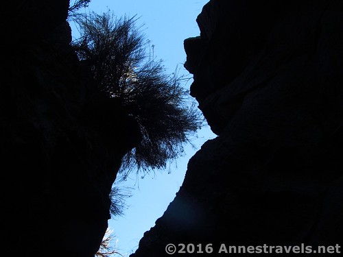 Looking up from the bottom of the Big Crack, Lava Beds National Monument, California