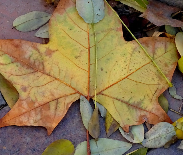 Autumn Leaves les feuilles mortes
