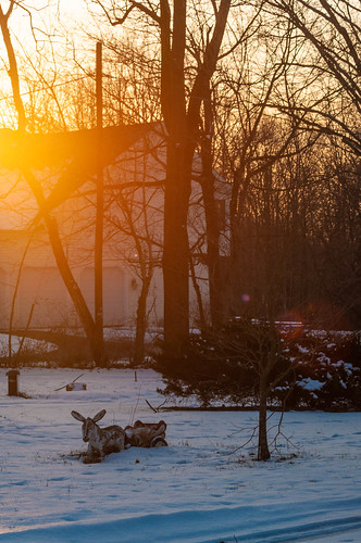 perturbedsanctum winter sunset donkey snow