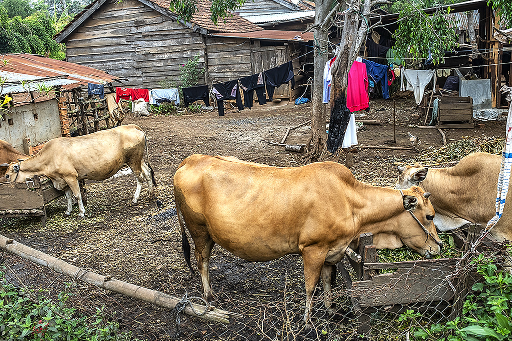 Cows feeding in a Rade village--Ea Kly