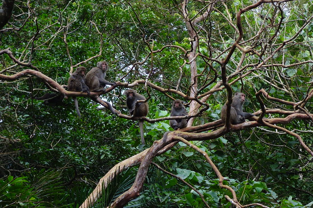 Monkeys - Zoucang Trail Bike Ride - Hualien, Taiwan