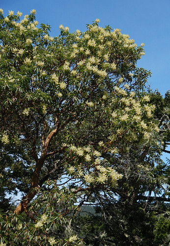 Arbutus in bloom at East Sooke Park on Vancouver Island, Canada