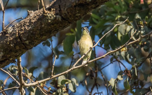 barbetstinkerbirds birds choma nkangaconservancy places yellowfrontedtinkerbird zambia southernprovince zm