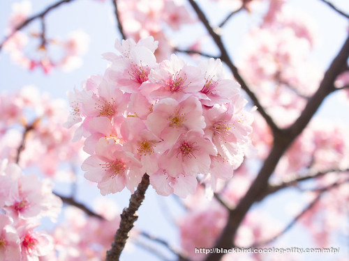 Cherry blossoms 20190315　#05