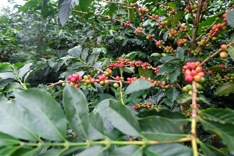 Villa Sarchi coffee tree at Cerro Alto farm - Costa Rica