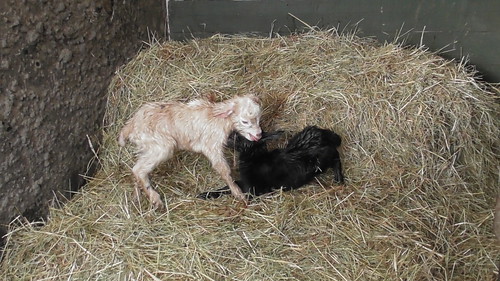 baby goats Mar 19 (3)