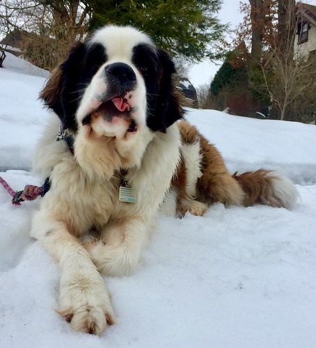 St. Bernard lounging in the snow