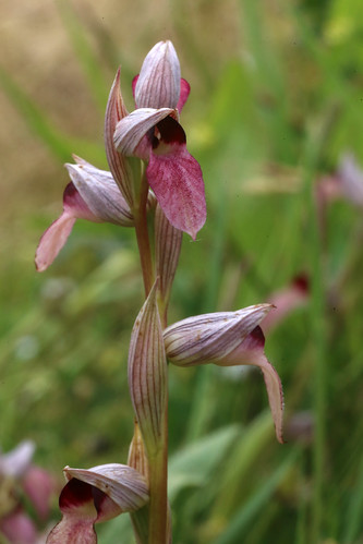 Greater Tongue orchid Serapias lingua