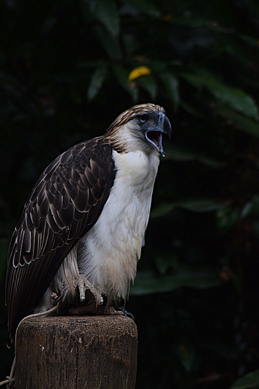 Philippine Eagle Conservation Center