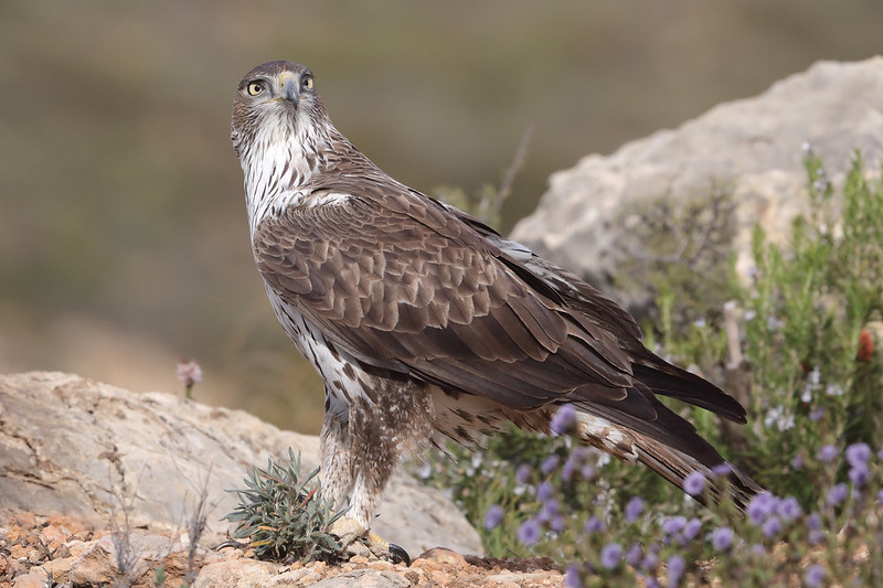 Bonelli's Eagle  Aquila fasciata