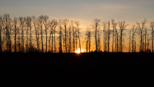birch trees silhouette sunset mapleridge sky winter season landscape sunrays sonya73 black