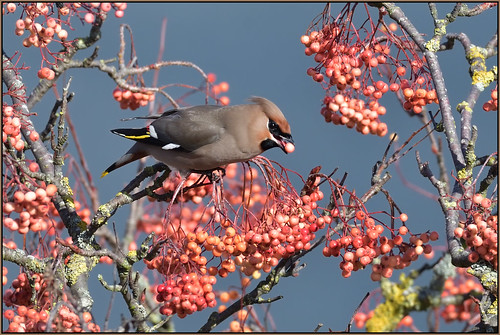 Waxwing (image 1 of 3)
