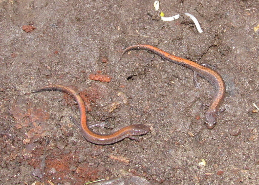 N. Zigzag Salamanders