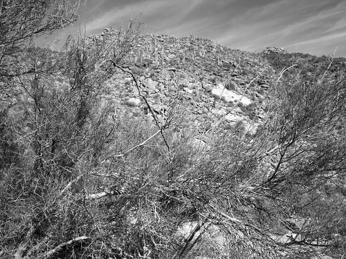 arizona az tortolita berg hill mountain kaktus cactus saguaro strauch shrub zweige twigs pattern crosshatching schraffur texture landschaft landscape monochrome minimal minimalism minimalismus minimalistisch abstrakt abstract