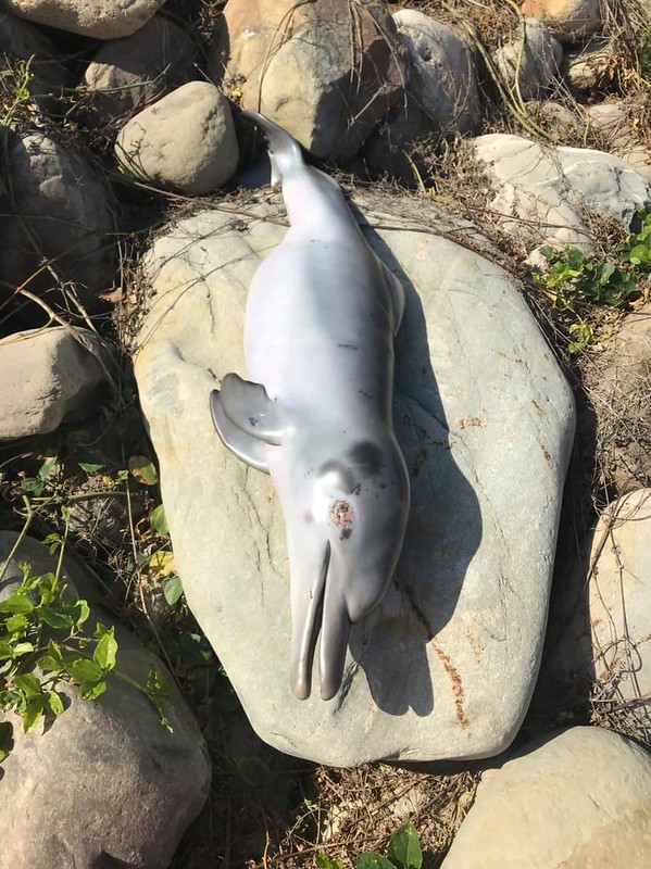 在芳苑發現擱淺死亡的台灣白海豚寶寶