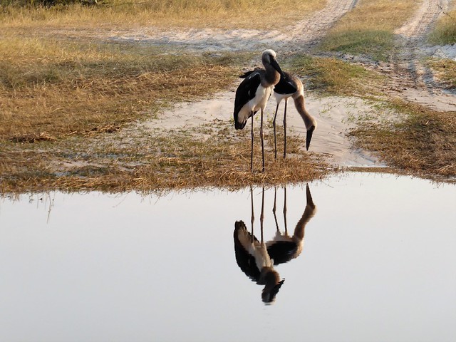 Vuelo sobre el Delta del Okavango. Llegamos a Moremi. - POR ZIMBABWE Y BOTSWANA, DE NOVATOS EN EL AFRICA AUSTRAL (45)