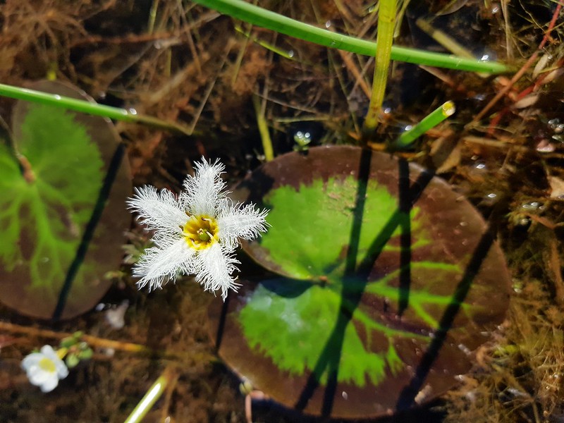Nymphoides indica (L.) Kuntze Menyanthaceae-water snowflake, บัวบา 5