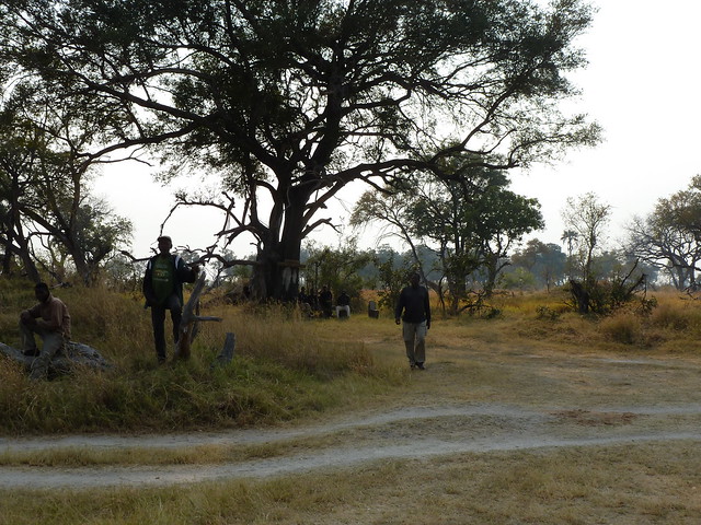 Vuelo sobre el Delta del Okavango. Llegamos a Moremi. - POR ZIMBABWE Y BOTSWANA, DE NOVATOS EN EL AFRICA AUSTRAL (2)