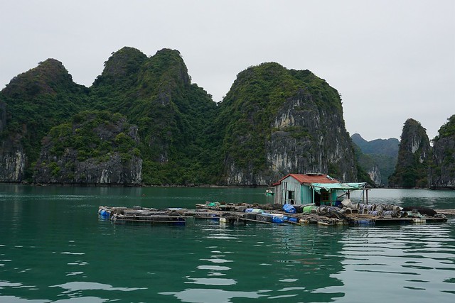 Navegando por Lan Ha y Halong, la bahía de los gigantes de piedra - VIETNAM, TIERRA DE DRAGONES (17)