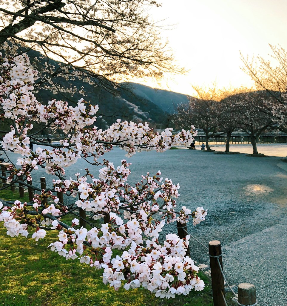 Cherry blossom in full bloom near the Togetsu-kyo bridge, Kyoto