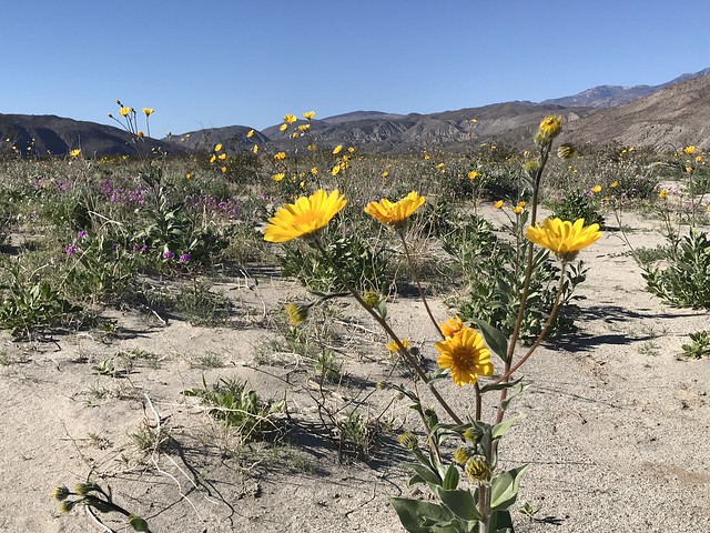 2019 Wildflowers - Anza-Borrego Desert State Park ®