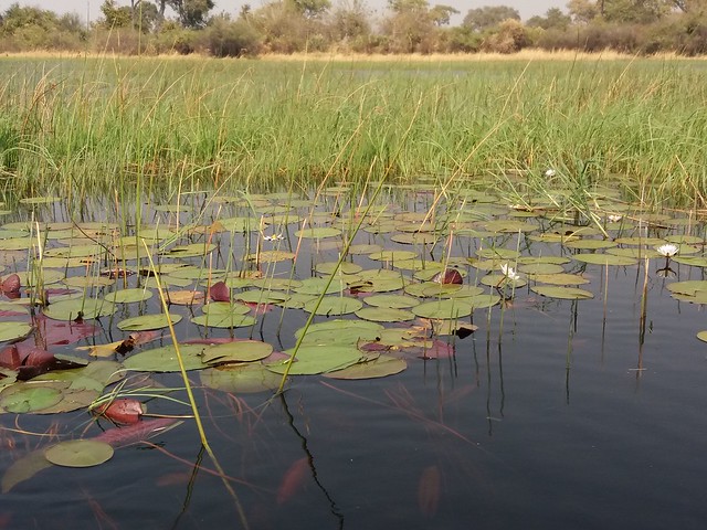 POR ZIMBABWE Y BOTSWANA, DE NOVATOS EN EL AFRICA AUSTRAL - Blogs de Africa Sur - Traslado a Maun. Nos adentramos en el Delta del Okavango (35)