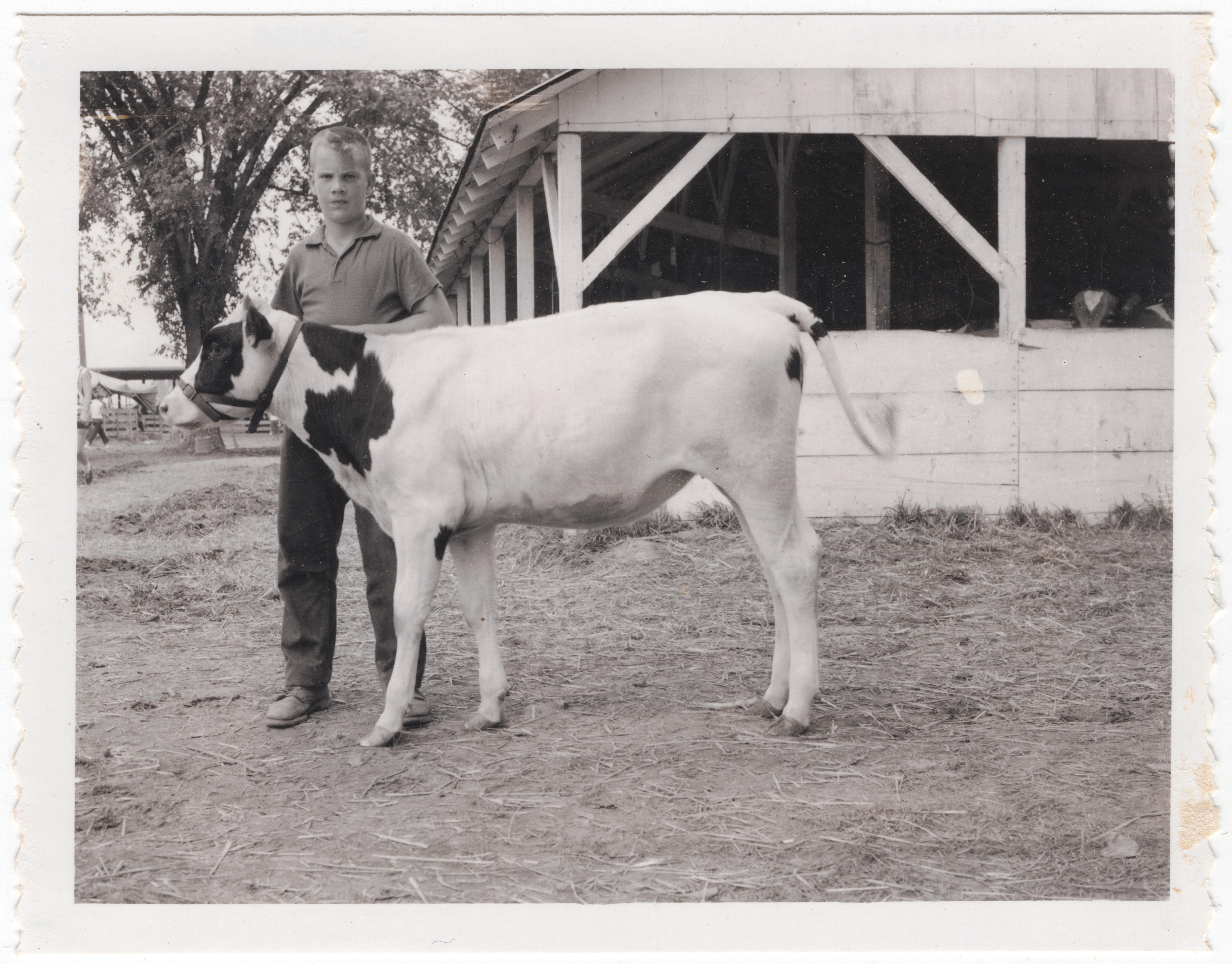 Astling_George_1958_4-HShow_ShowCow_2