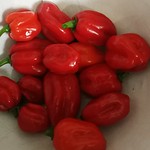 habanero pepper