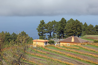 Automnal wineyard near Las Tricias