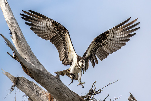 outdoor bif flight osprey hawk raptor nature wildlife 7dm2 ef100400mm canon florida bird