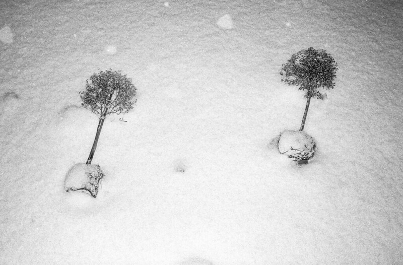 Two trees in the snow