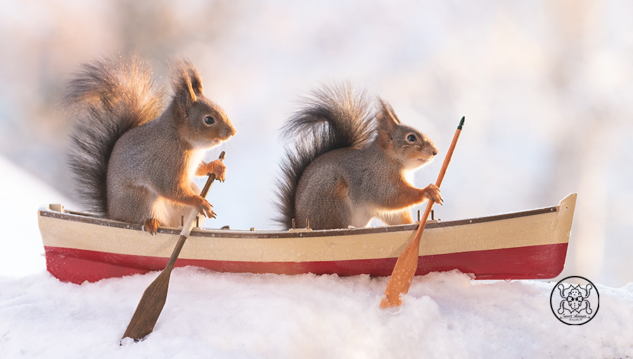 red squirrels  sitting in a boat with a paddle