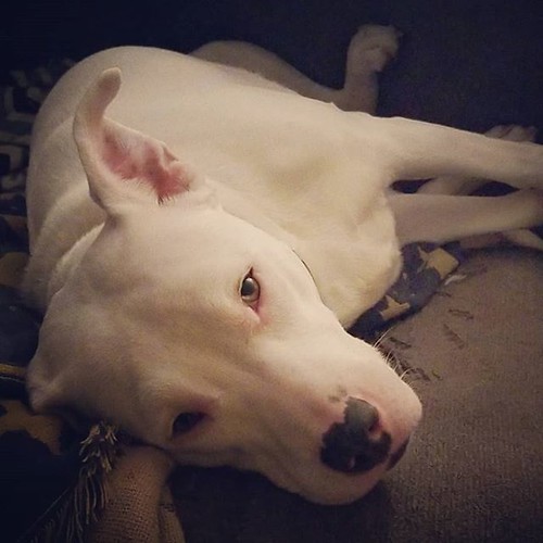 Lazy doggo #Carla #dogsofinstagram #pitbullsofinstagram #pitbullmix #pittie