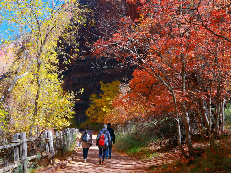 IMG_9498 Riverside Walk in Fall, Zion National Park