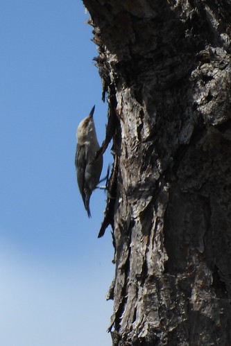 #42 Brown-headed Nuthatch Lifer #183