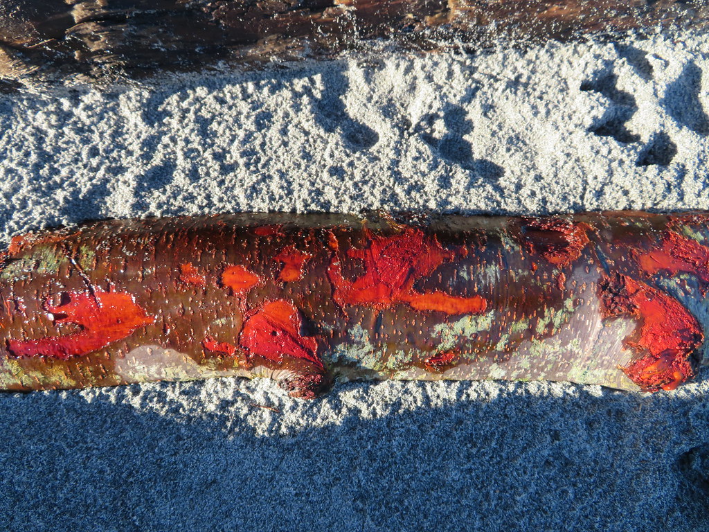Colour and texture at the beach.