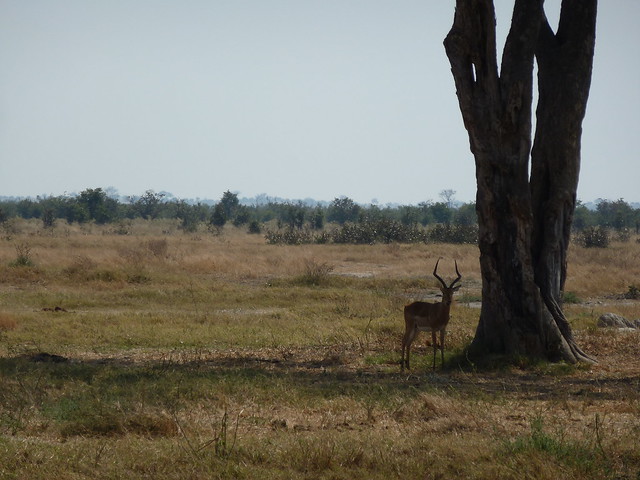 Dejamos Moremi y nos vamos a Savuti, (Parque Nacional de Chobe) - POR ZIMBABWE Y BOTSWANA, DE NOVATOS EN EL AFRICA AUSTRAL (15)