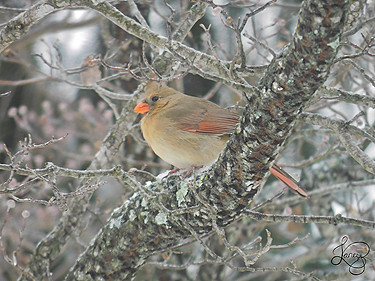 Northern Cardinal (Female)_WEB