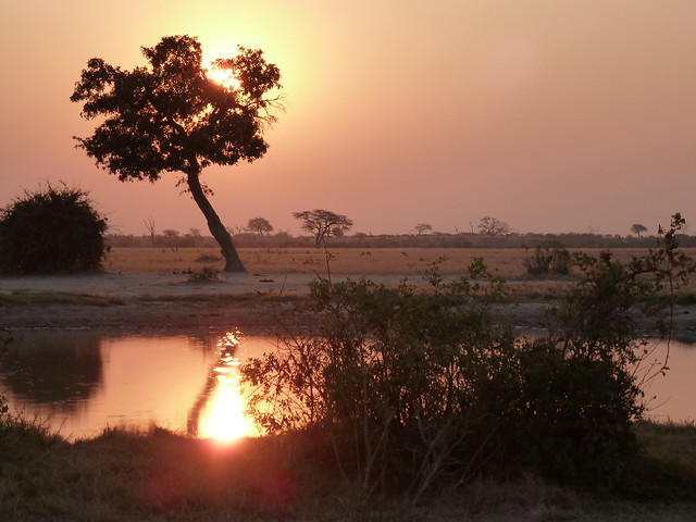 Dejamos Moremi y nos vamos a Savuti, (Parque Nacional de Chobe) - POR ZIMBABWE Y BOTSWANA, DE NOVATOS EN EL AFRICA AUSTRAL (34)