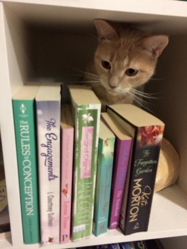 bookshelf kitty