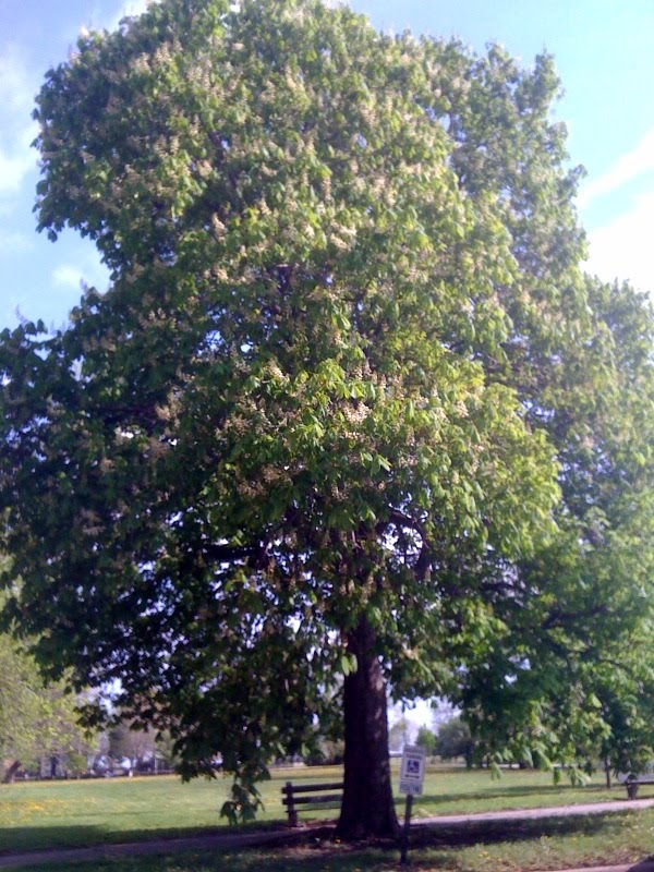 Burnham Park horse chestnut