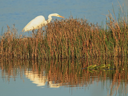 Great Egret 2-20190326